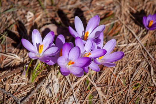 Crocuses blossom in the spring mountains Divcibare, Serbia