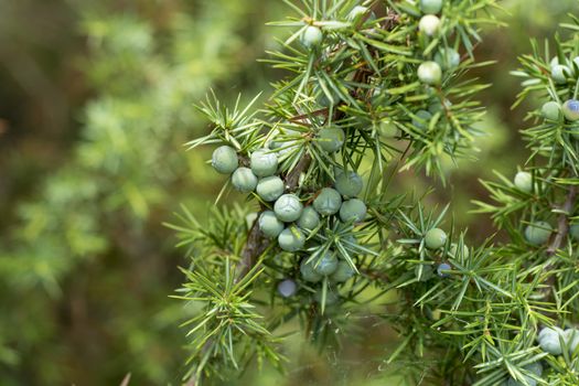 Medicinal plant and evergreen tree - the common juniper - Juniperus communis