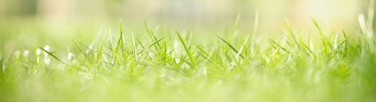 Closeup beautiful nature view of green grass leaf on blurred greenery background in garden with copy space using as background natural green plants landscape, ecology, fresh wallpaper cover concept.