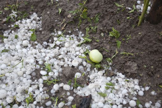 Hail damaged garden - Weather Storm Disaster
