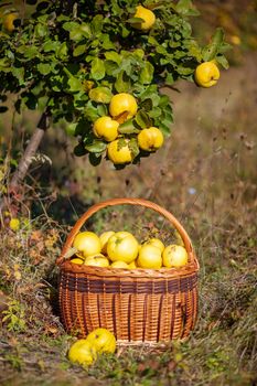 Still life autumn photo of freshly picked yellow quinces in a basket under tree