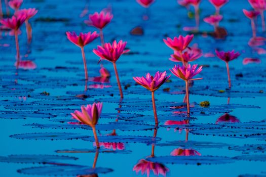 Pink and red lotus lake at Udonthani Thailand