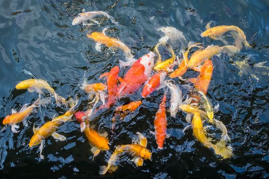 Colorful fancy carp fish, koi fish