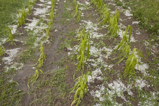 Hail damaged agricultural field - Weather Storm Disaster