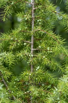 Medicinal plant and evergreen tree - the common juniper - Juniperus communis