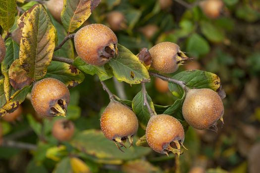 Close-up fruit of Common medlar, fruits on tree - Mespilus germanica