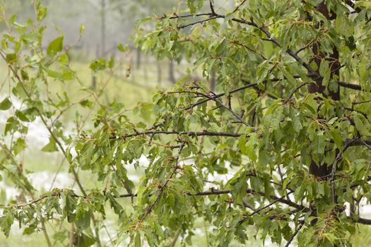 Hail damaged fruit tree - weather storm disaster