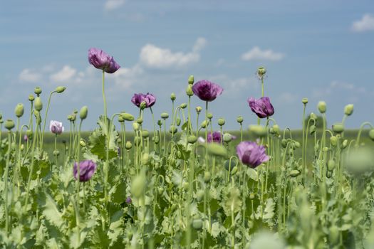 Closeup flowers of Opium poppy flowers on field (Papaver somniferum)