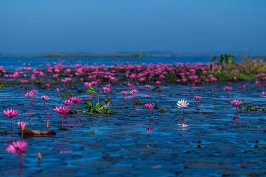 Pink and red lotus lake at Udonthani Thailand