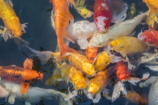 Colorful fancy carp fish, koi fish