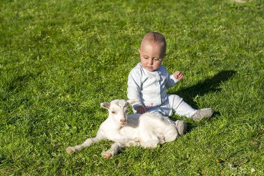 Human and goat baby play, goatling on spring sunny day, goatling, grass
