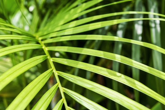 Yellow palm or green tropical leaves with sunlight background