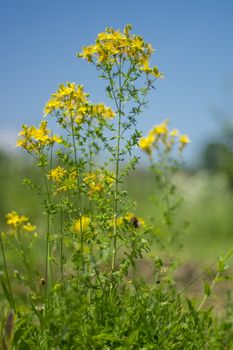 Flower medicinal plants - Hypericum perforatum (aka. perforate St John's-wort) a medicinal herb with antidepressant activity