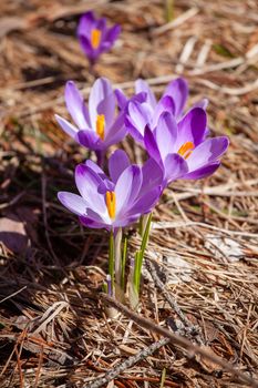 Crocuses blossom in the spring mountains Divcibare, Serbia