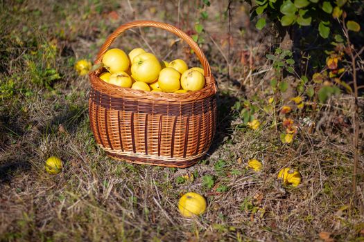 Still life autumn photo of freshly picked yellow quinces in a basket