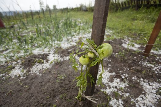 Hail damaged garden - Weather Storm Disaster