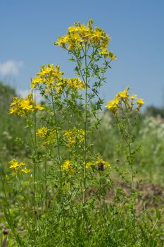 Flower medicinal plants - Hypericum perforatum (aka. perforate St John's-wort) a medicinal herb with antidepressant activity