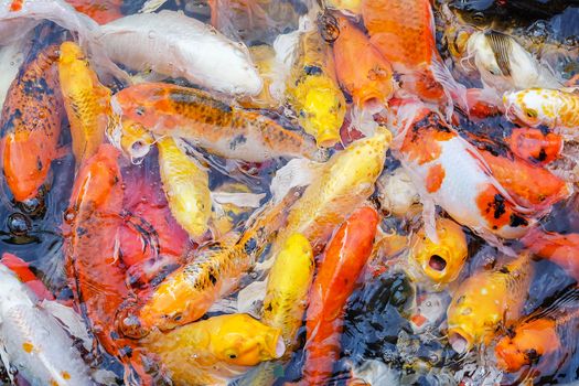 Colorful fancy carp fish, koi fish