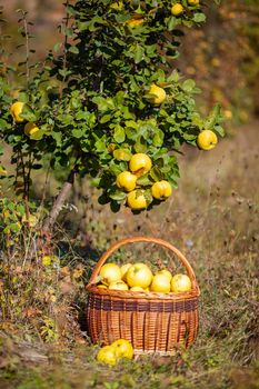 Still life autumn photo of freshly picked yellow quinces in a basket under quince tree