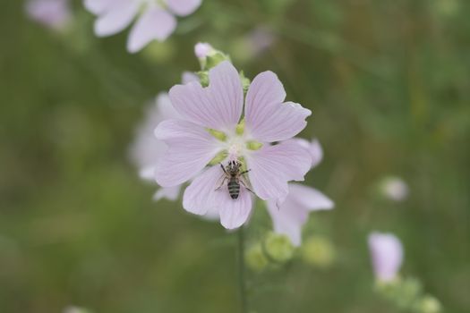 Medical plant mellow (Althea officinalis ) Bee on pink flower in wild nature. Gently pink flowers on green backgorund