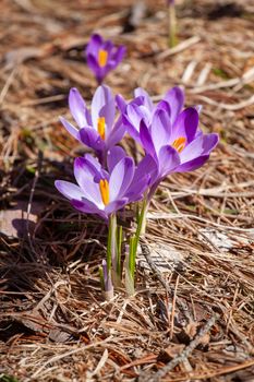 Crocuses blossom in the spring mountains Divcibare, Serbia