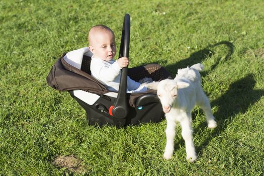 Baby in the car seat and little goat on grass playing