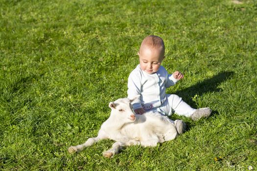 Human and goat baby play, goatling on spring sunny day, goatling, grass