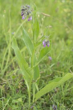 Flower and stem of medicinal plants - Symphytum officinale. Picture from wild nature and organic environment. ingredient for herbal treatment