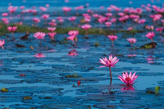 Pink and red lotus lake at Udonthani Thailand