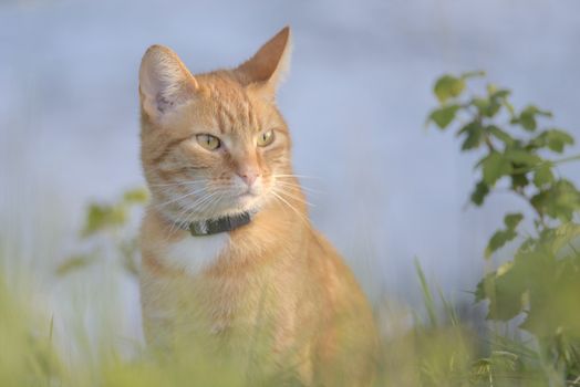 Orange tabby cat is poised among foliage, staring into the distance. The blueish background is provided by the pond that the plants all surround.