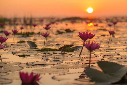 Pink and red lotus lake at Udonthani Thailand