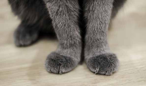 Cat paws sitting on wooden table