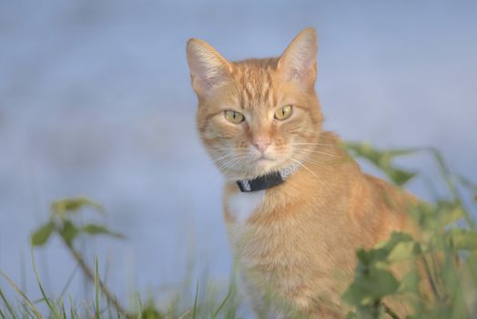 Directly looking at the camera this ginger tabby cat is poised among foliage. The blueish background is provided by the pond that the plants surround.