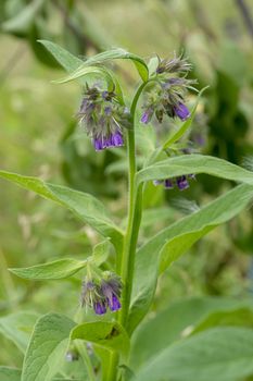 Flower and stem of medicinal plants - Symphytum officinale. Picture from wild nature and organic environment. ingredient for herbal treatment