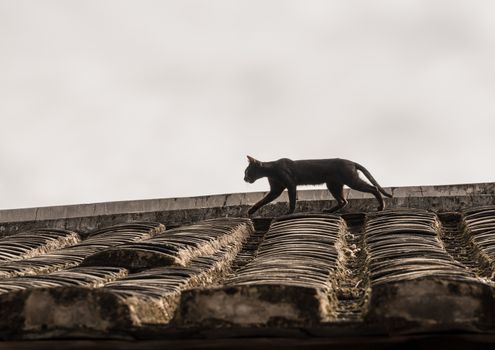 Cat stalking on tiled roof of Tulou at Unesco heritage site near Xiamen