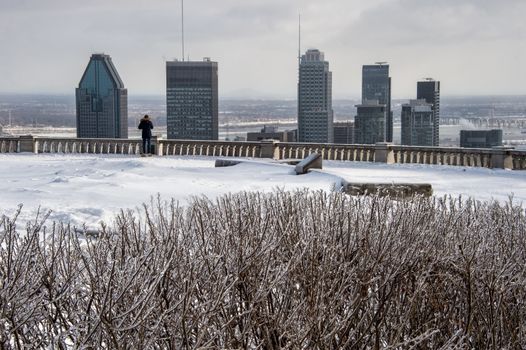 Montreal skyline in winter with bushes covered with ice