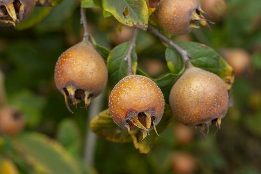 Common medlar, fruits on tree - Mespilus germanica