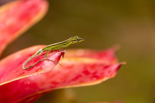 Close-up of a green baby lizard on a red leaf