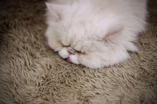 Cat sleeping on the brown carpet