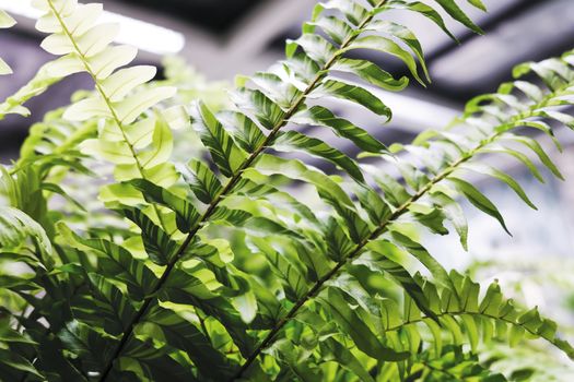 Tiger fern plant decoration in home