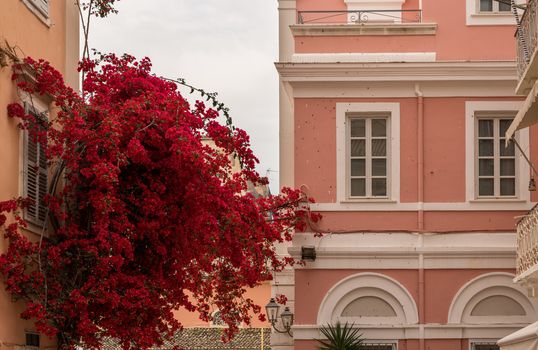 Old home with vibrant red blossoms in Kerkyra on Corfu