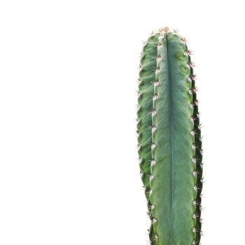 Cactus isolated on white background minimal summer with clipping path