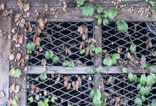 Green and dry leaves on wooden window