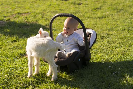 Baby in the car seat and little goat on grass playing