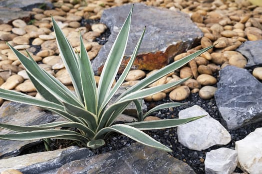 Agave in the garden