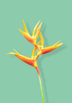 Heliconia flower with shadow on green background minimal summer with clipping path