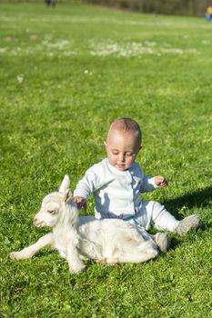 Human and goat baby play, goatling on spring sunny day, goatling, grass