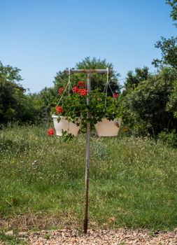 Metal pipework stand holding two plant pots of red blossoms by side of country road