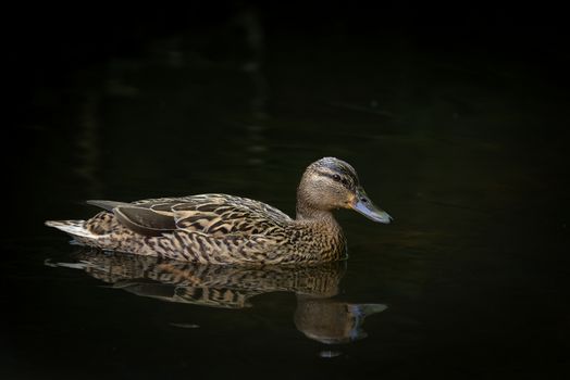 Lone female mallard duck floats on black water, lit only by sunlight, giving a plain background.
