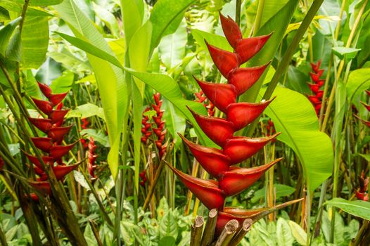 Picture of Lobster Claw flower (Heliconia orthotricha)